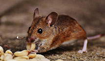 24 Hour & Emergency Exterminators in Cross Plains, TN